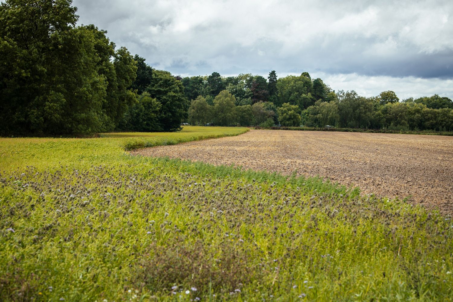 Dyson Farming field margin